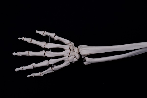 Bones in the hand and lower arm
