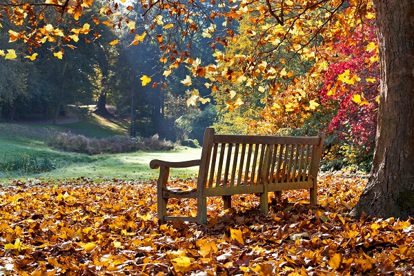 Empty bench overlooking a pond with autumn leaves on the ground